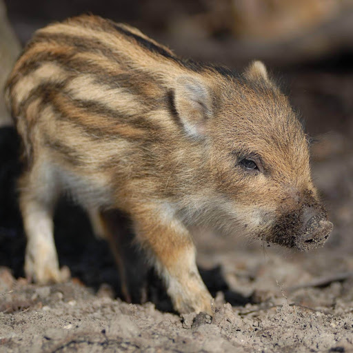 Image pertaining to JUST A PIG WITH A COMP