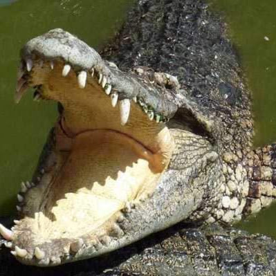 Image pertaining to AMAZONIAN PET
