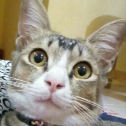 Yuli Triwahyuni profile icon