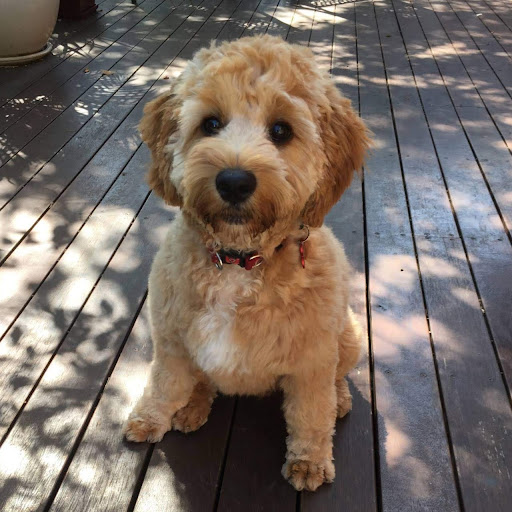 Gladysfirey's avatar