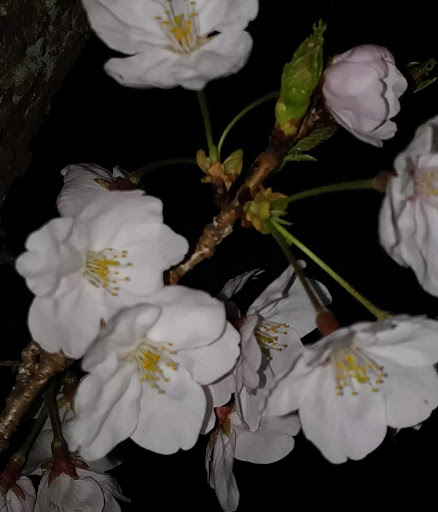 Densuke でんすけ