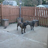 Writer: D & K Boerboels