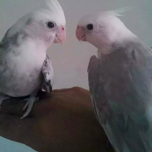 Ensar ilhan
