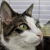 Marta Chociłowska's avatar