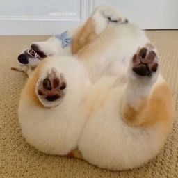 叶志超