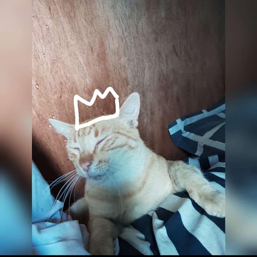 Brando Jesús Vidal Deza