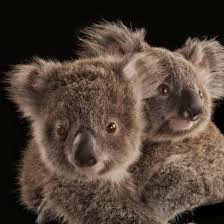 Chambray Intelligence