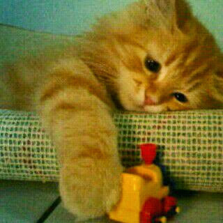 ocet noaq profile icon