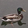 cm