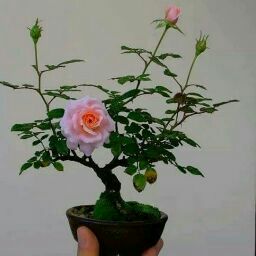 Giáp Tuấn Mạnh