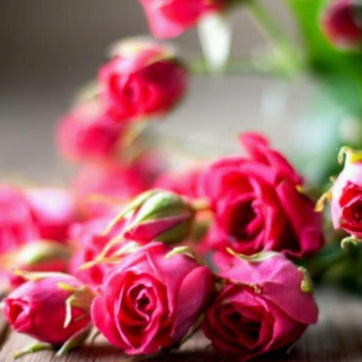 profile image of Roja Reddy