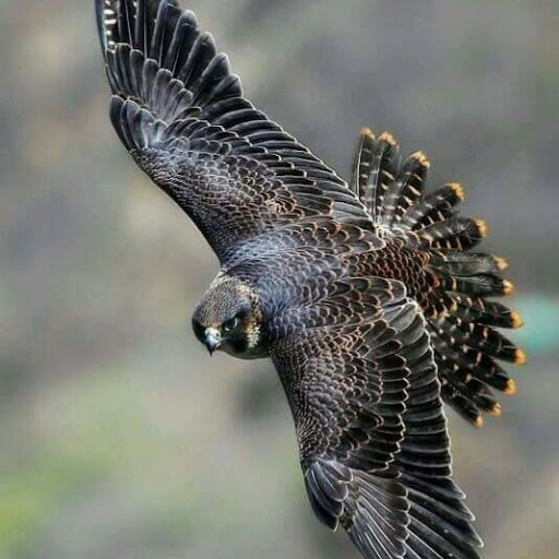 peregrine falcon