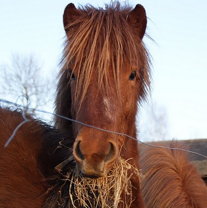 Boekenreeks Het IJslands Paard