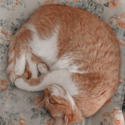 Bever Hirunprakarn profile icon