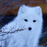 Snow Fox.