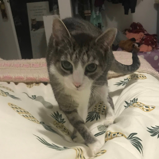 owlthecat1