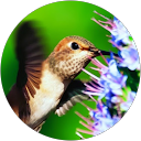 zaheer Qambrani profile picture