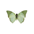HelioHelia