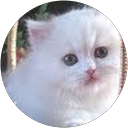 Uzma Saghir profile picture