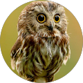 WiseOldOwl