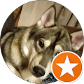 Padme the Husky
