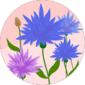Anitha K