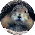 Cynomys Rex