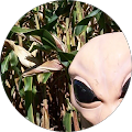 Gregg Bagni