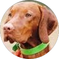 Dave RedDawg