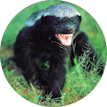 HoNeY BaDgEr