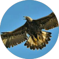 Golden Eagle