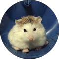 Lazy Hamster