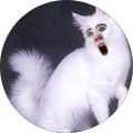 Cattin Candy (TravelingPomeranian)