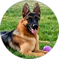 ShermanRanch GermanShepherds