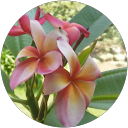 Wedding Lotus profile picture