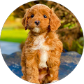 Northwest Doodle Dogs