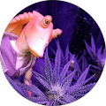 Gungan 420Gardener