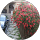 Rossana Egerton profile picture