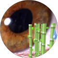 GooGooEyez