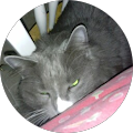 Kiki cat