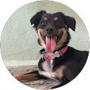 Deniz Oz profile picture