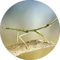 A Stick Bug