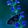 Avni k