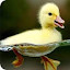 ducksaysquack's user avatar