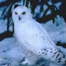 Ze_Owl