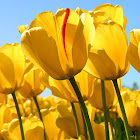 ผู้ใช้: 출근하는John Wick