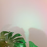 쥬야