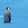 penguin blue