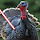 The Sith Turkey