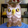 Owl Face